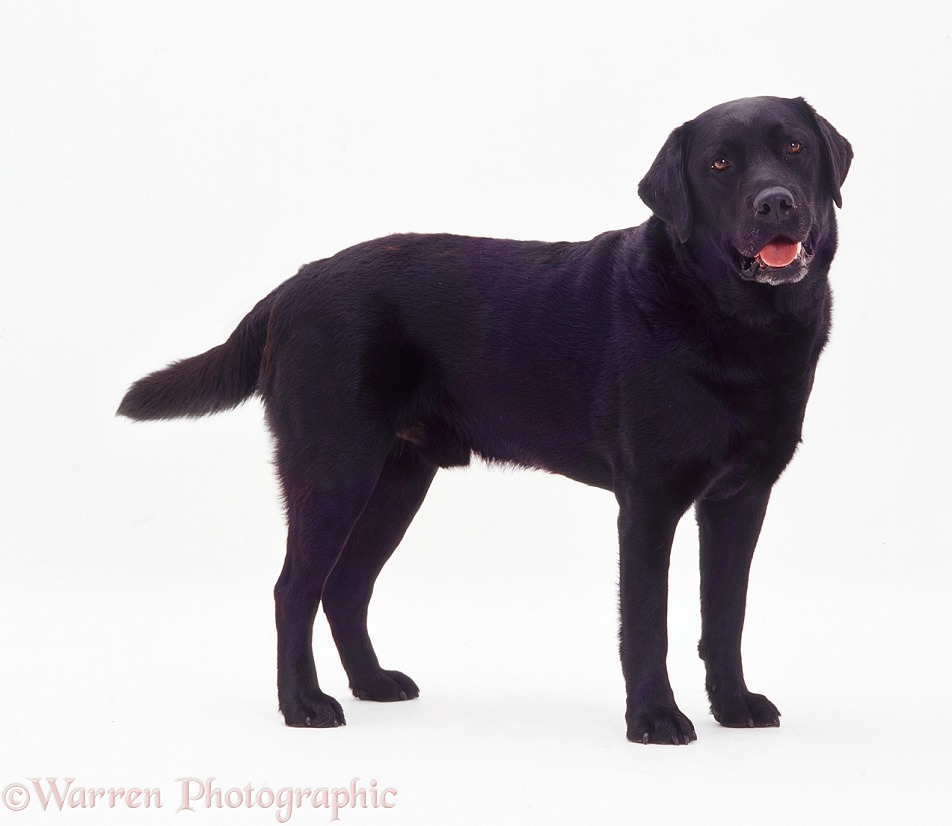 Black Labrador dog Murphy standing, tail wagging, white background