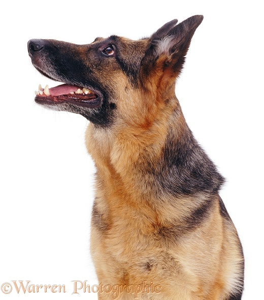 Profile of German Shepherd Dog Jet, white background