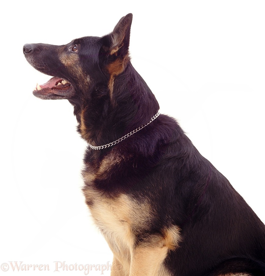 Profile of German Shepherd Dog, Inca, white background