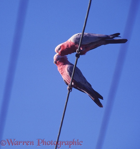 Galah (Cacatua roseicapilla) pair billing on an overhead cable.  Australasia