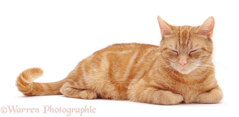 Sleepy ginger female cat Lucky, white background