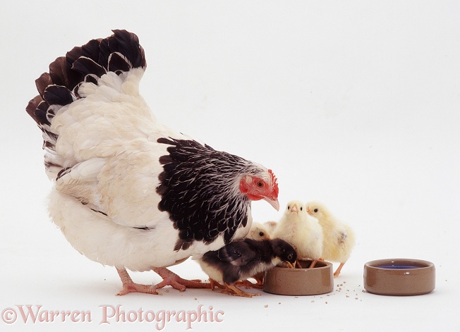 Light Sussex bantam hen with her week old chicks drinking from a water pot 1, white background