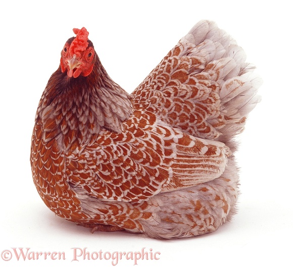 Blue Laced Wyandotte hen, white background