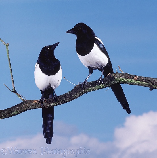 Magpie (Pica pica) pair.  Europe, Asia and N. Africa