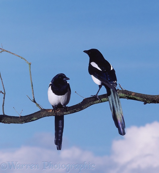 Magpie (Pica pica) pair.  Europe, Asia and N. America