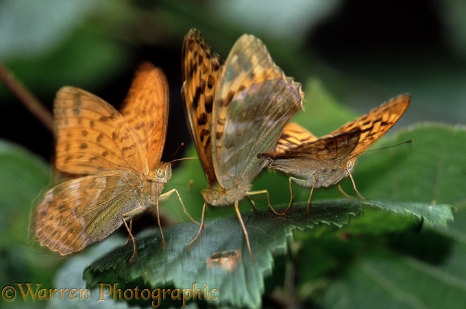 Silver-washed Fritillary (Argynnis paphia) mated pair being harrased by unattached male.  Europe