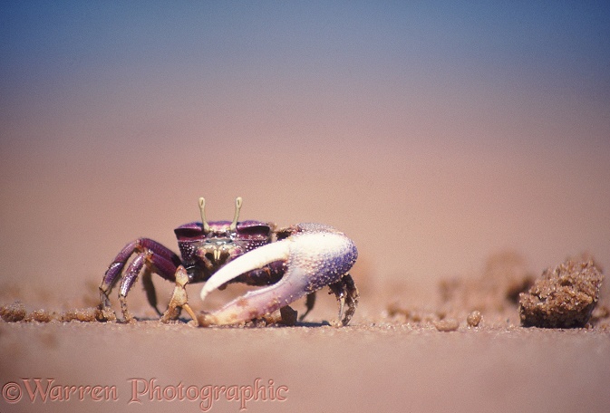 Fiddler Crab (Uca tangeri) male using its small claw to feed on particles in sand.  Sierra Leone, Africa