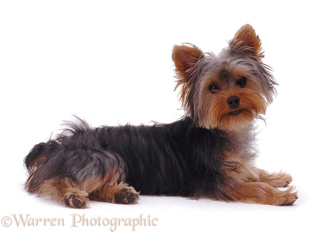 Yorkshire Terrier puppy Tira, 6 months old, lying, head up, white background