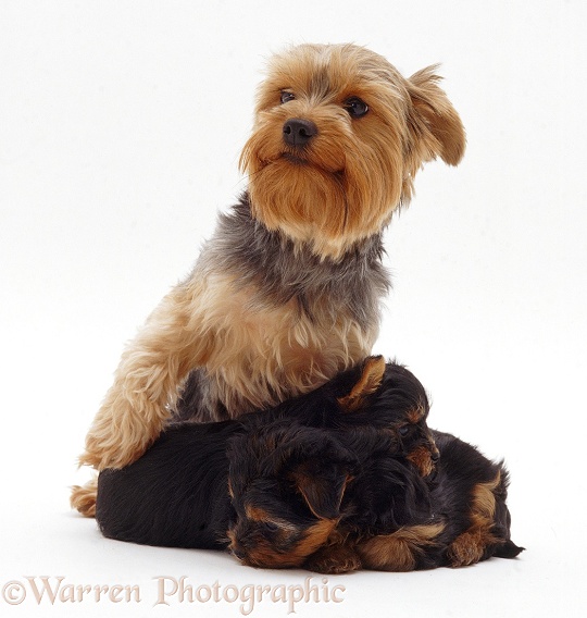 Yorkie mother and pups, white background