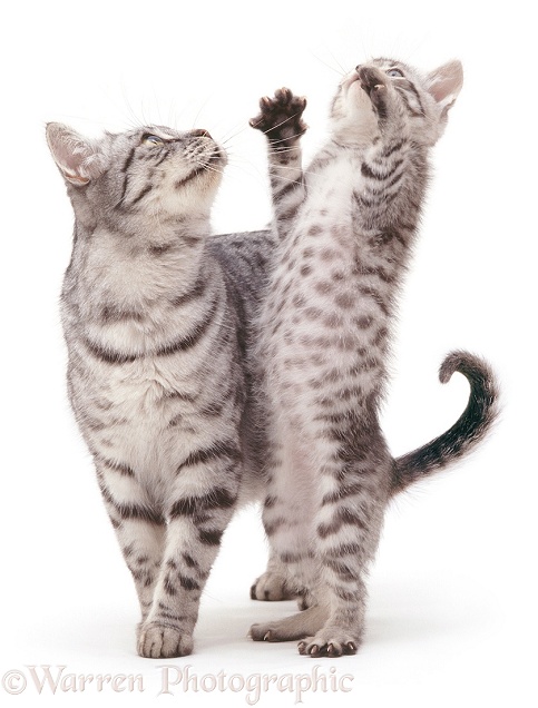 Silver tabby cat Aster with playful kitten reaching up, white background