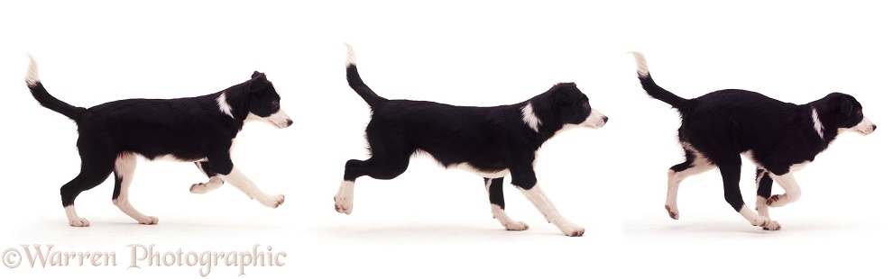 Multiple image of black-and-white Border Collie bitch pup Fly, 12 weeks old, running, white background