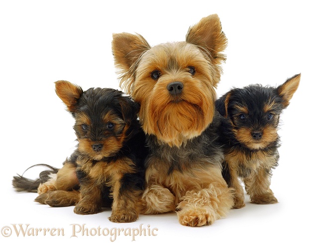 Yorkie and pups, white background