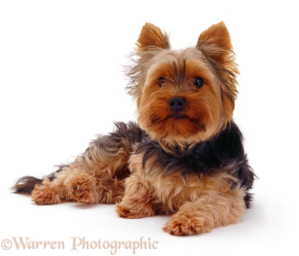Yorkshire Terrier bitch Jessie, lying with head up, white background