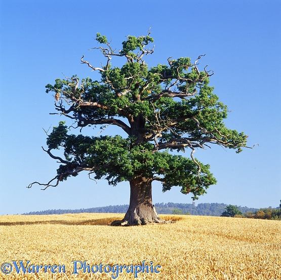 English Oak (Quercus robur) in a field of wheat. Summer 2004.  Surrey, England