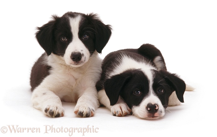 Border Collie pups, white background