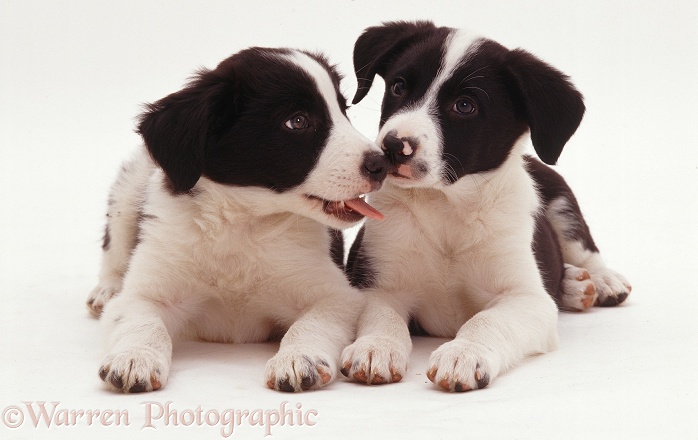 Border Collie pups, white background