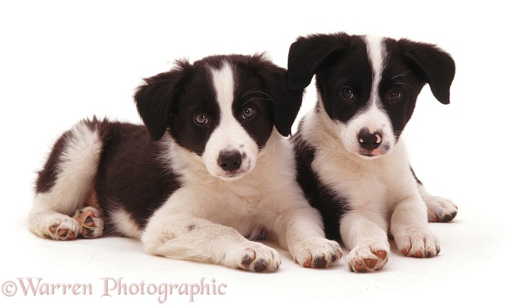 Border Collie pups, white background