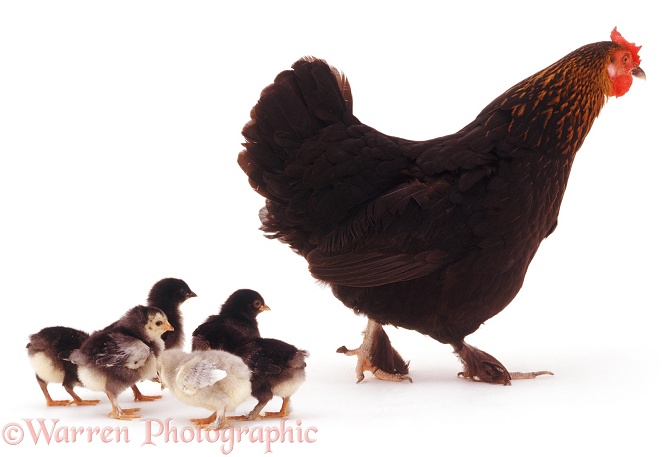Hen and chicks, white background