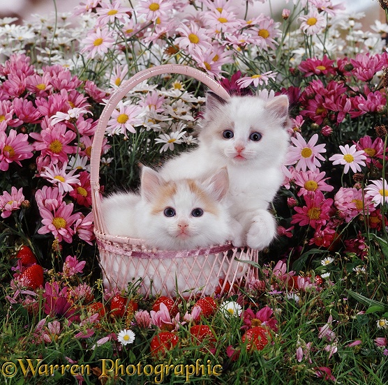 Ragdoll-cross kittens in a strawberry basket after emptying out the strawberries