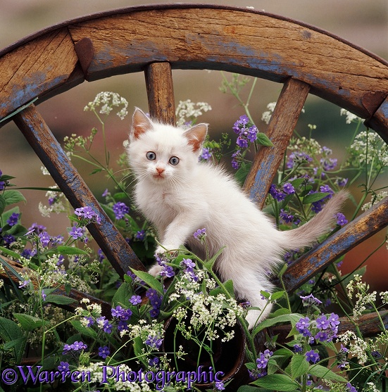 A colourpoint Hyacinth kitten, 8 weeks old, on an old wagon wheel. With flowering Hedge Parsley