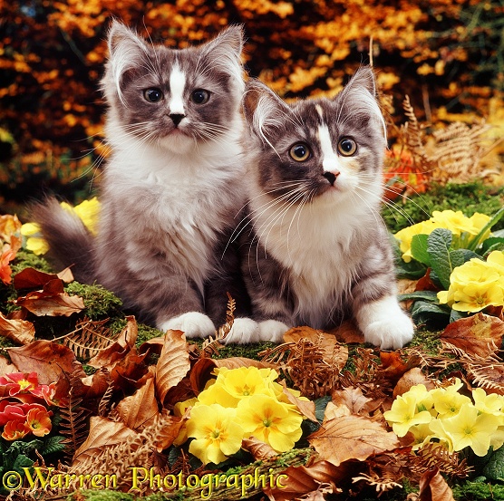 Two grey 'stripe-nose' Chinchilla-cross kittens among primulas and autumnal beech leaves