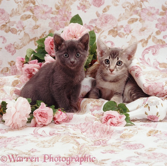 Ryissa's smallest and largest kittens, Minimus (dark blue) and Maximus (blue ticked tabby), 7 weeks old, have been playing with vases of pink roses