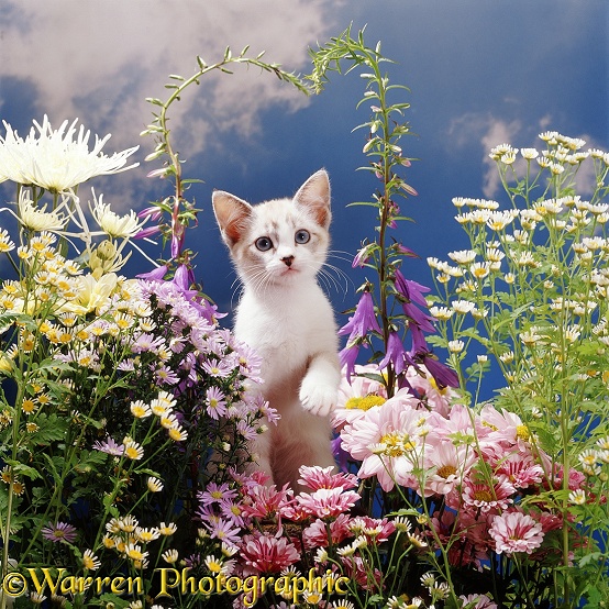 Tabby-and-white Devon Rex-cross female kitten Minouche among pink and cream daisies, with Feverfew and bell flowers