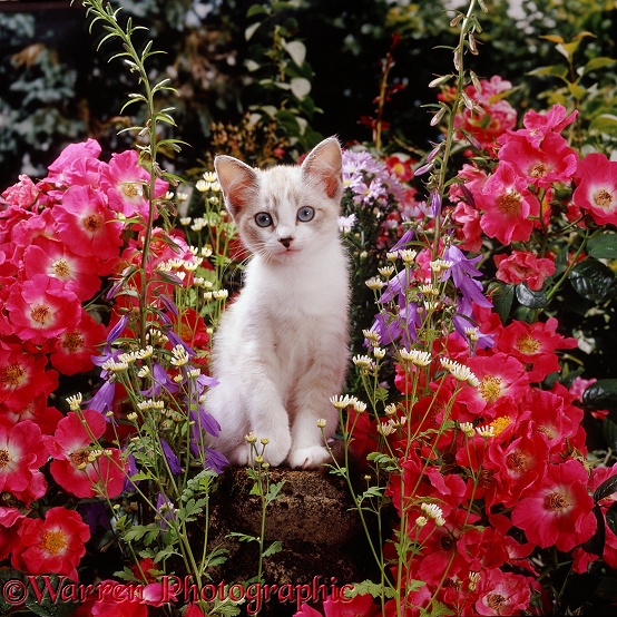 Tabby-and-white Devon Rex-cross female kitten Minouche among American Pillar roses, with Feverfew and bellflowers
