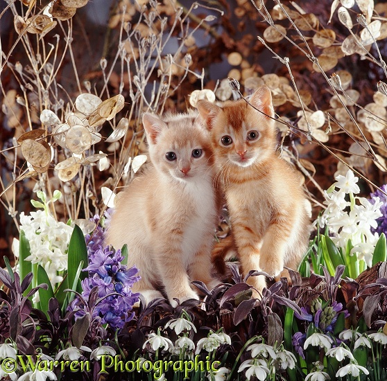 Cream kitten with his red brother, 7 weeks old, with flowering snowdrops and hyacinths, seeding honesty and campions