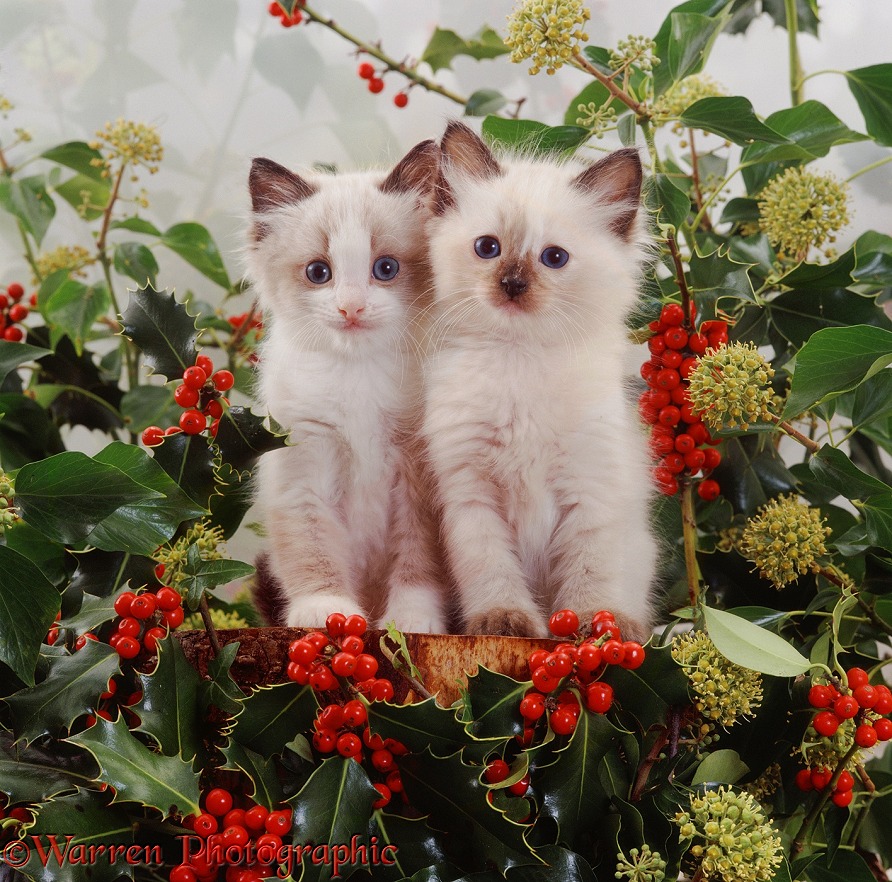 Ragdoll-cross kittens (Goggles x Specs), 7 weeks old, among holly berries and flowering ivy
