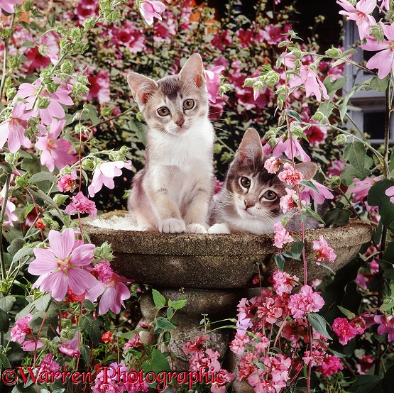 Grey Burmese-cross kittens, brother and sister, 9 weeks old, in an empty birdbath, among pink mallow flowers and Clarkia Double