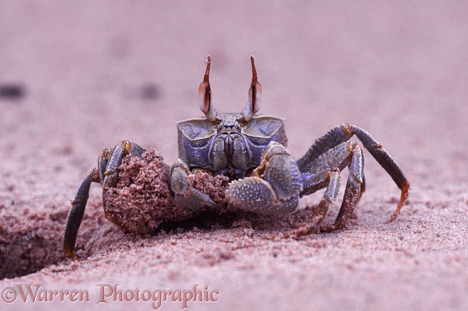 Sand Crab (Ocypode species) excavating its burrow.  Kenya