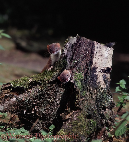 Stoats (Mustela erminea) playing around a rotten birch stump.  Europe, Asia