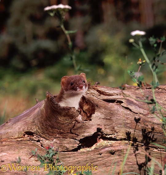 Stoat (Mustela erminea) male looking out from a hollow log.  Europe, Asia