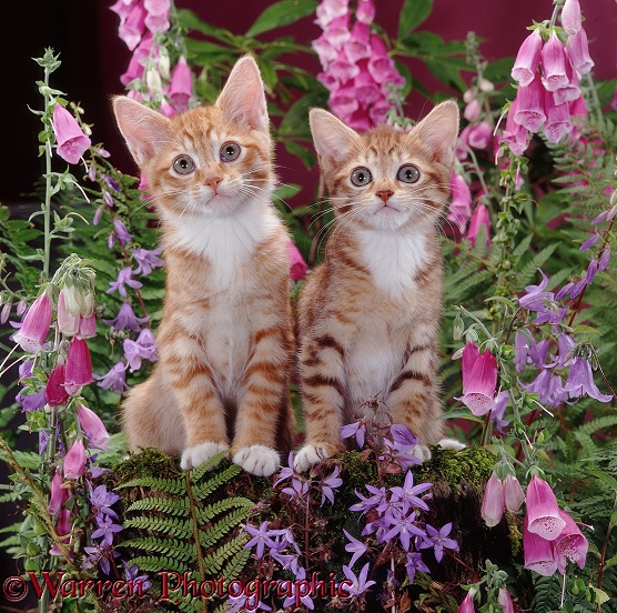 Red male and ginger female spotted tabby kittens, 10 weeks old, among foxgloves and campanulas