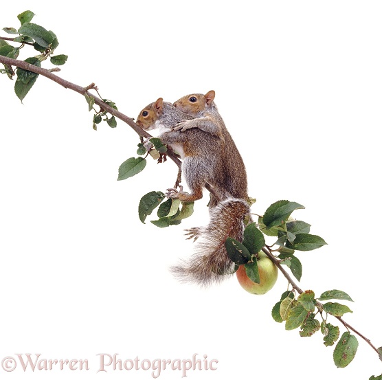 Grey Squirrels (Sciurus carolinensis) on an apple branch, white background