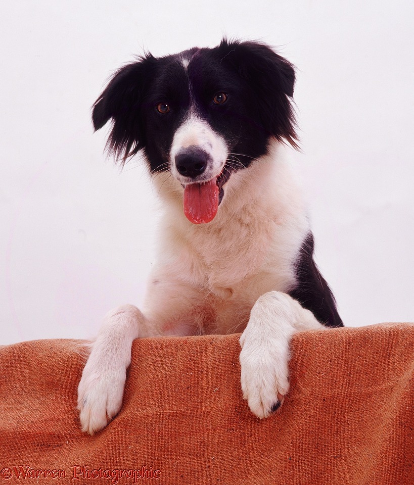 Border Collie bitch Phoebe with paws up, white background