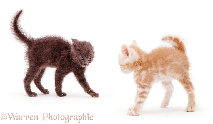 Kittens in witch's cat display, white background