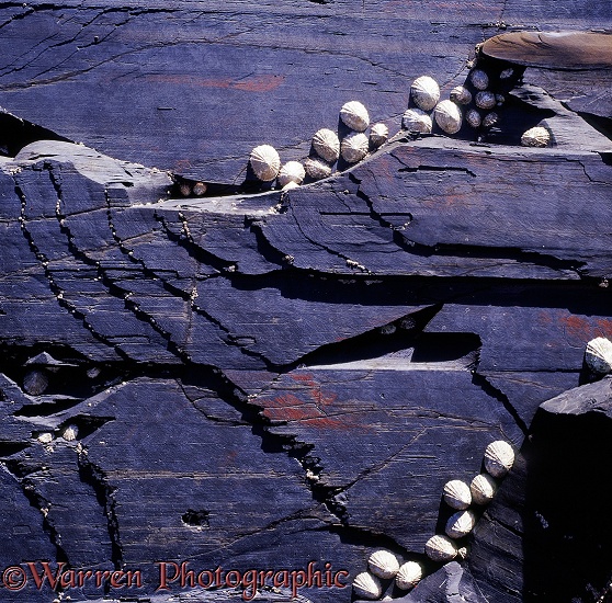Slate rock with limpets.  County Clare, Ireland