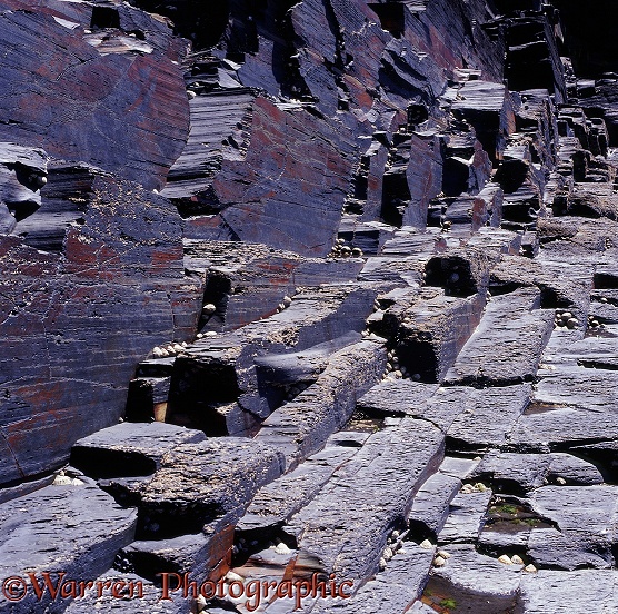 Slate rock with limpets and barnacles.  County Clare, Ireland