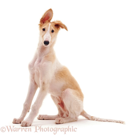 Borzoi pup, Aloyisous, 10 weeks old, white background