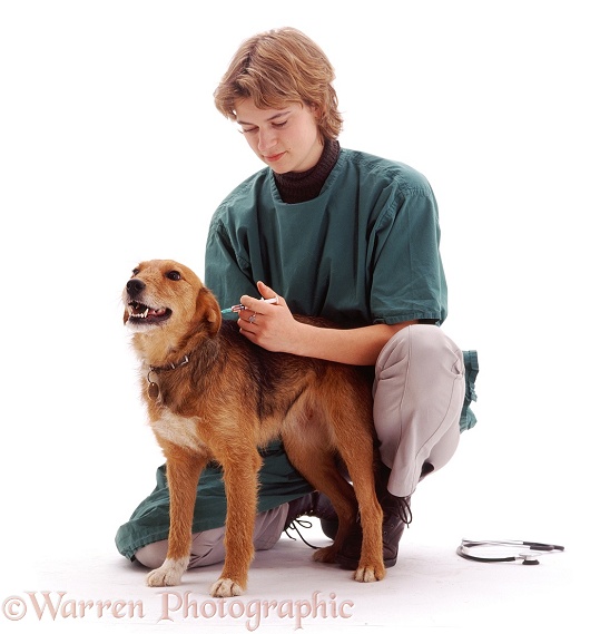 Vet, Rachel, giving annual booster vaccination to Lakeland Terrier x Border Collie Bess, 2 years old, white background