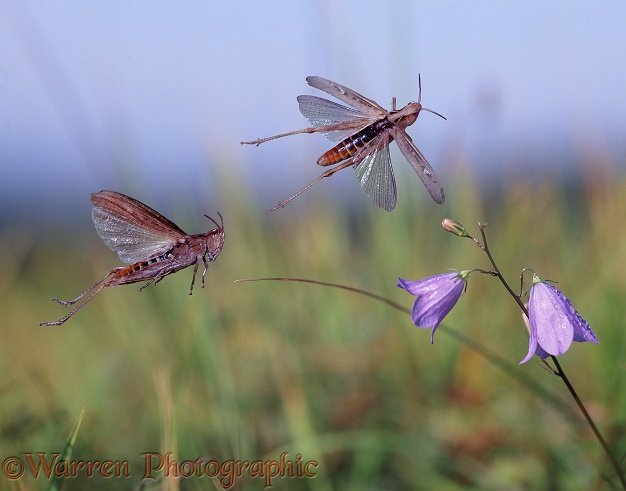 Common Field Grasshoppers (Chorthippus brunneus) escaping from danger.  Europe