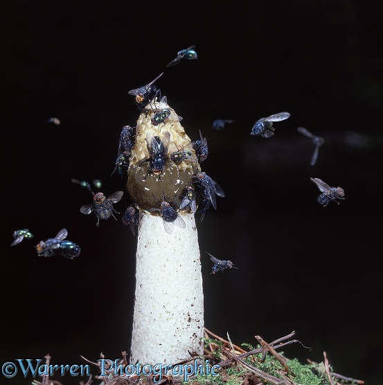 Common Stinkhorn (Phallus impudicus) attracting bluebottles, greenbottles and other flies