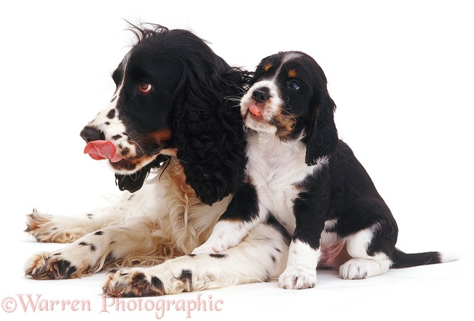 English Springer Spaniel mother Lucy and her puppy Archibald, 6 weeks old, white background