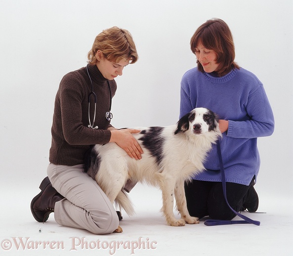 Vet, Rachel, examining Springer-x-Border Collie Rio held by his owner, Jackie, white background
