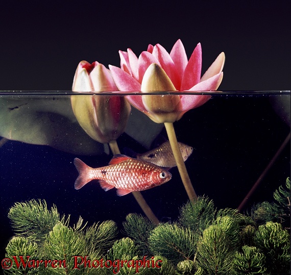 Rosy Barb (Barbodes schwanenfeldii) male in full breeding colours.  N India, Bengal, Assam