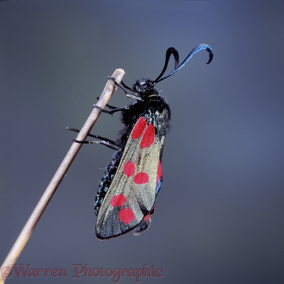 Six-spot Burnet Moth (Zygaena filipendulae) recently emerged from pupa.  Europe