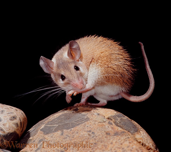 Egyptian Spiny Mouse (Acomys cahirinus) female sucking her hind foot.  North Africa