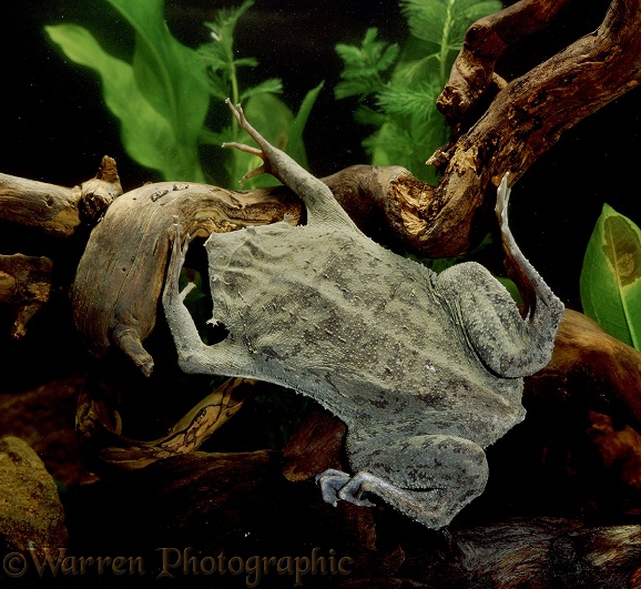 Surinam Toad (Pipa pipa)
